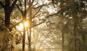 Preview wallpaper path, trees, fern, bushes, rays