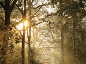 Preview wallpaper path, trees, fern, bushes, rays