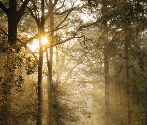 Preview wallpaper path, trees, fern, bushes, rays