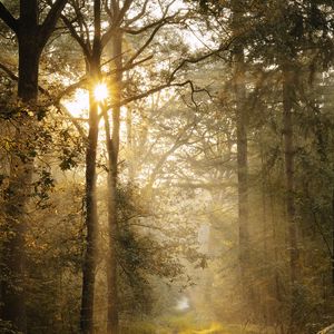 Preview wallpaper path, trees, fern, bushes, rays