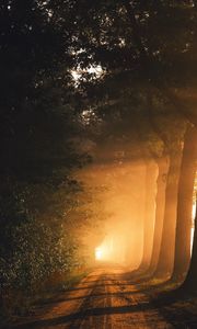 Preview wallpaper path, trees, fog, sunlight, dawn