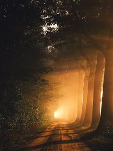 Preview wallpaper path, trees, fog, sunlight, dawn