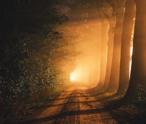 Preview wallpaper path, trees, fog, sunlight, dawn