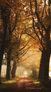 Preview wallpaper path, trees, fog, autumn, alley