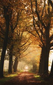 Preview wallpaper path, trees, fog, autumn, alley