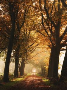 Preview wallpaper path, trees, fog, autumn, alley