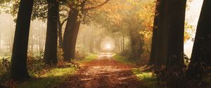 Preview wallpaper path, trees, fog, autumn, alley