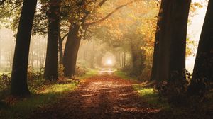 Preview wallpaper path, trees, fog, autumn, alley