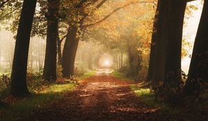 Preview wallpaper path, trees, fog, autumn, alley