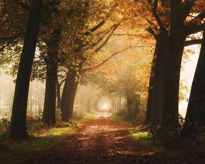 Preview wallpaper path, trees, fog, autumn, alley