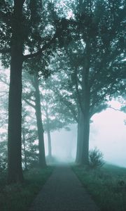 Preview wallpaper path, trees, fog, nature