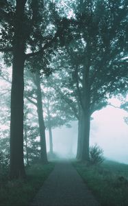 Preview wallpaper path, trees, fog, nature