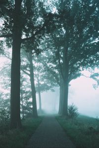 Preview wallpaper path, trees, fog, nature