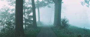 Preview wallpaper path, trees, fog, nature