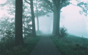 Preview wallpaper path, trees, fog, nature