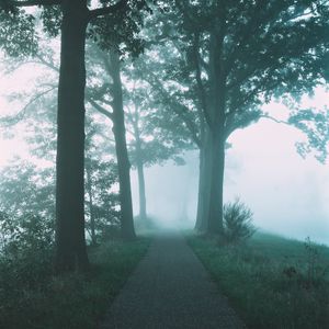 Preview wallpaper path, trees, fog, nature