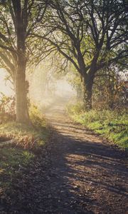 Preview wallpaper path, trees, fog, light, nature