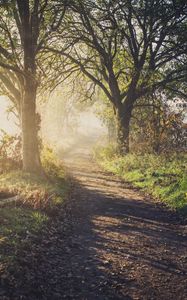 Preview wallpaper path, trees, fog, light, nature