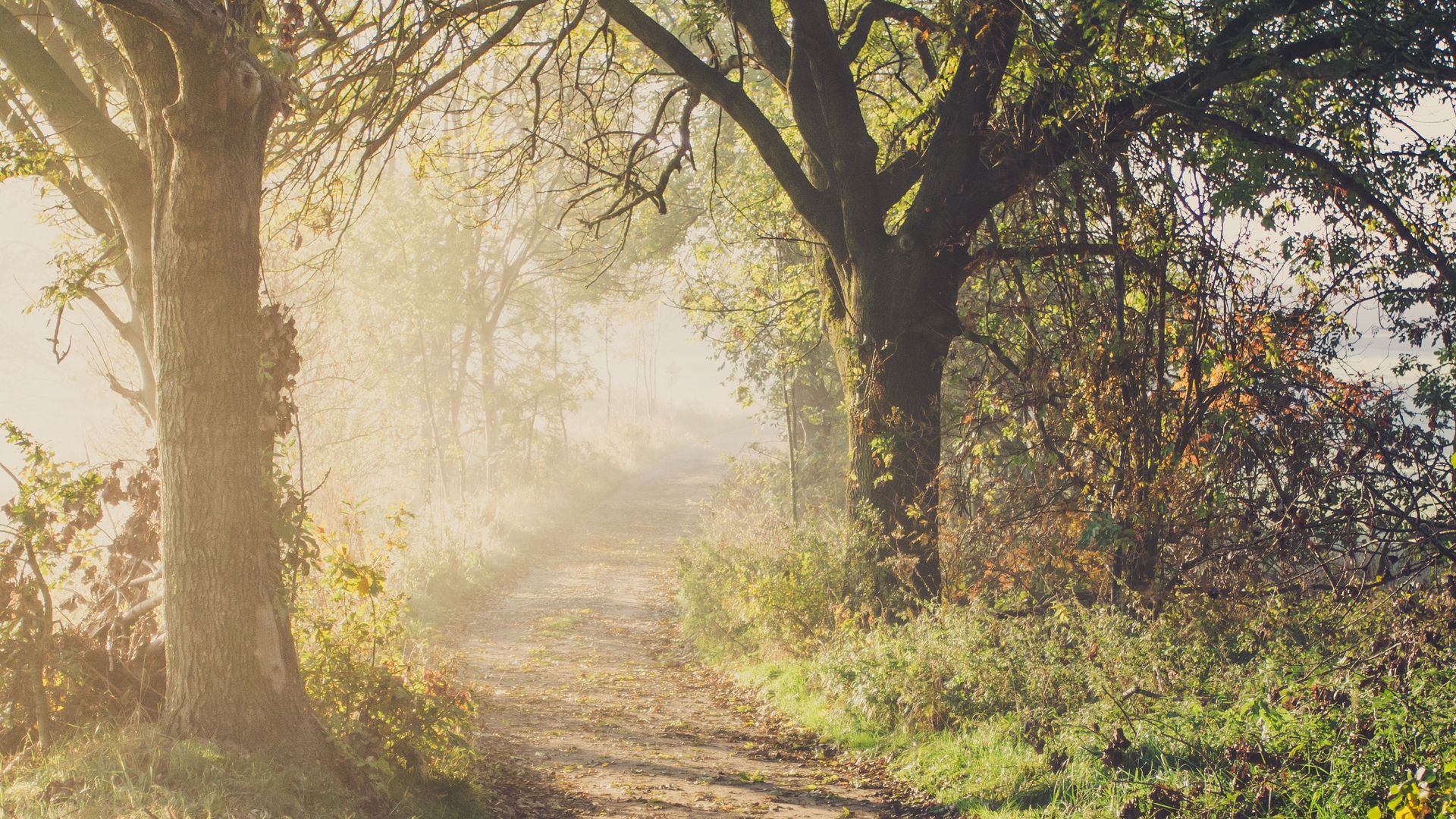 By the light of nature. Картинки на рабочий стол лето природа. Обои на рабочий стол HD. Обои для рабочего стола природа картины художников. Обои на телефон природа.