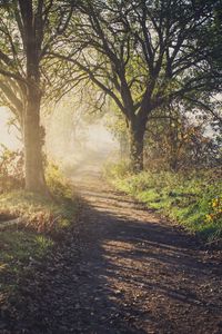 Preview wallpaper path, trees, fog, light, nature