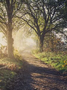 Preview wallpaper path, trees, fog, light, nature