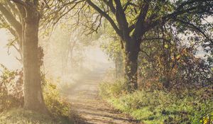 Preview wallpaper path, trees, fog, light, nature