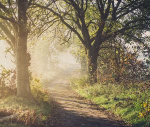 Preview wallpaper path, trees, fog, light, nature