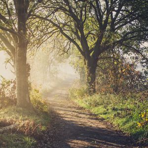 Preview wallpaper path, trees, fog, light, nature