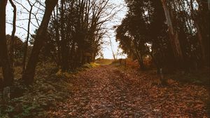 Preview wallpaper path, trees, foliage, autumn, nature