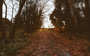 Preview wallpaper path, trees, foliage, autumn, nature