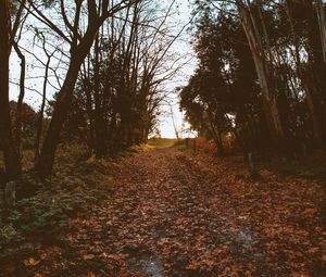 Preview wallpaper path, trees, foliage, autumn, nature