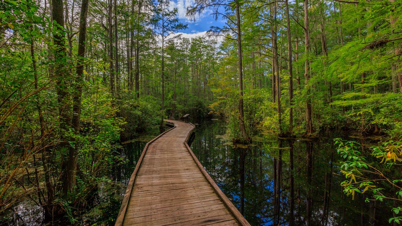 Wallpaper path, trees, forest, swamp, nature