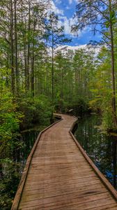Preview wallpaper path, trees, forest, swamp, nature