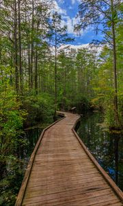 Preview wallpaper path, trees, forest, swamp, nature