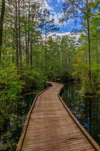 Preview wallpaper path, trees, forest, swamp, nature