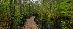 Preview wallpaper path, trees, forest, swamp, nature