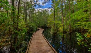 Preview wallpaper path, trees, forest, swamp, nature