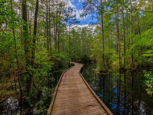 Preview wallpaper path, trees, forest, swamp, nature