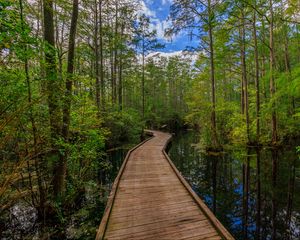 Preview wallpaper path, trees, forest, swamp, nature