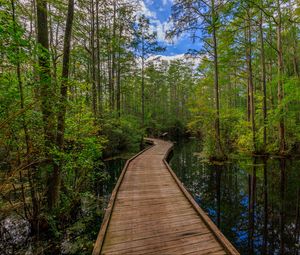 Preview wallpaper path, trees, forest, swamp, nature