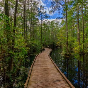 Preview wallpaper path, trees, forest, swamp, nature