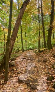 Preview wallpaper path, trees, forest, fallen leaves, autumn, nature
