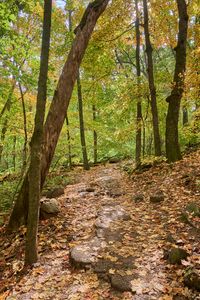 Preview wallpaper path, trees, forest, fallen leaves, autumn, nature