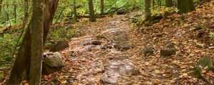 Preview wallpaper path, trees, forest, fallen leaves, autumn, nature