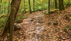 Preview wallpaper path, trees, forest, fallen leaves, autumn, nature