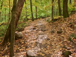 Preview wallpaper path, trees, forest, fallen leaves, autumn, nature