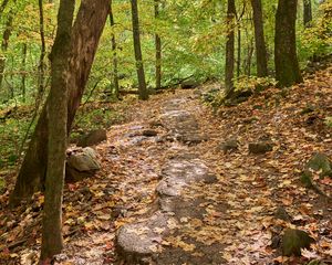 Preview wallpaper path, trees, forest, fallen leaves, autumn, nature