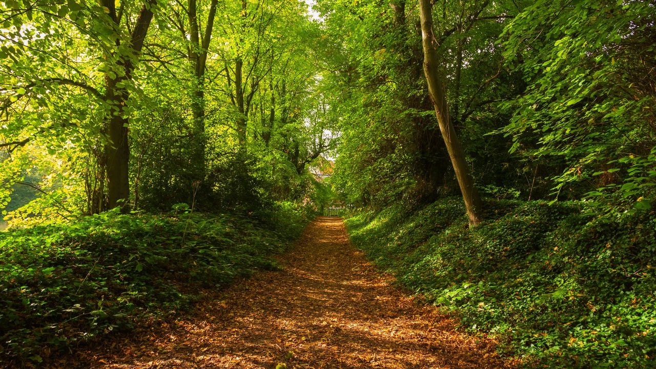 Wallpaper path, trees, forest, fallen leaves, landscape, nature