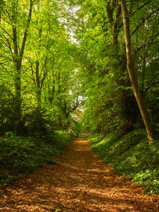 Preview wallpaper path, trees, forest, fallen leaves, landscape, nature