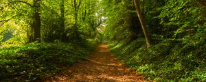 Preview wallpaper path, trees, forest, fallen leaves, landscape, nature